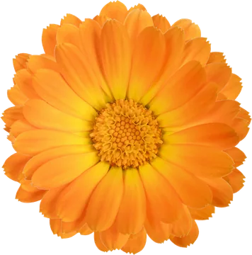 Calendula