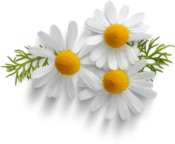 Chamomile