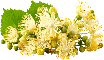 Linden Flower