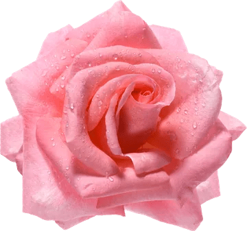 Rose Flower Water